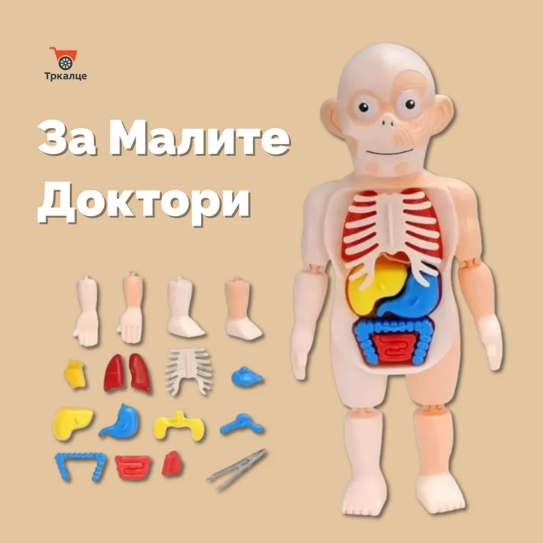 Мини Доктор со Модел на Човечко Тело!