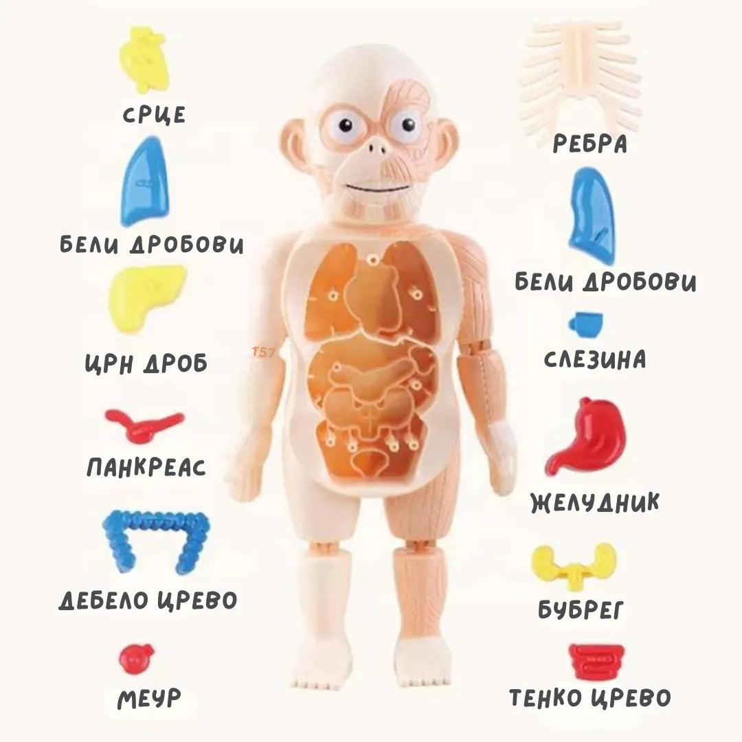 Мини Доктор со Модел на Човечко Тело!